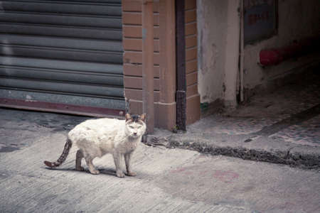 Dirty cat talking lonely in street , Hong Kongの写真素材