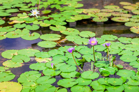 Lotus in Summerの写真素材