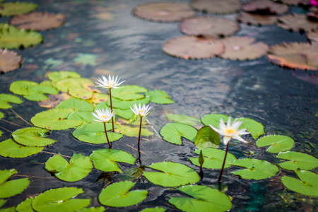 Lotus in Summerの写真素材