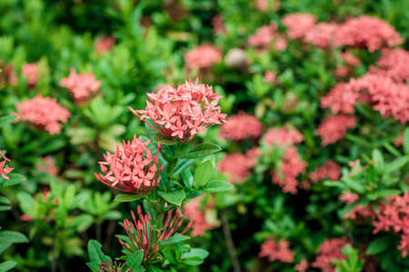 Red little flowers on the field, Summer