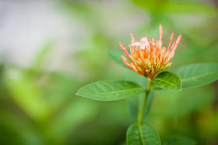 Orange little flowers on the field, Summer