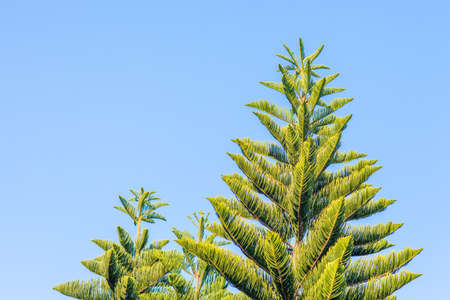 Top part of pinaceae, Winterの写真素材