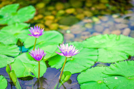 Lotus in water, pool of a Chinese temple in Hong Kongの写真素材