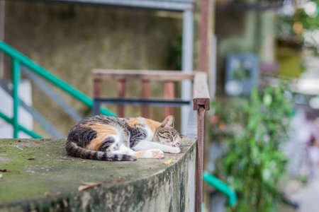 Stray cat on rooftop in urban, Hong Kongの写真素材
