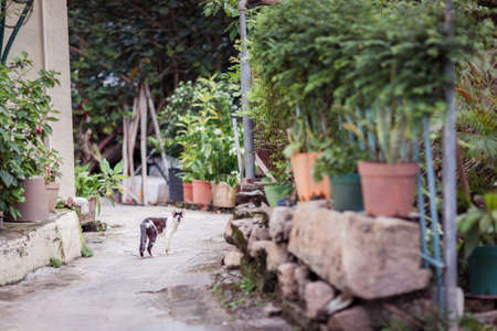 Domestic cat sitting by potted plant is backyard of Hong Kong, China.の写真素材