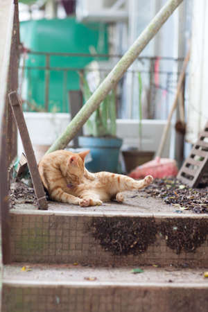 Stray cat in urban, Hong Kongの写真素材
