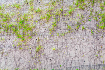 Climbing plants on wall, summerの写真素材