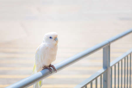 White parrot on a pipe, outdoorの写真素材