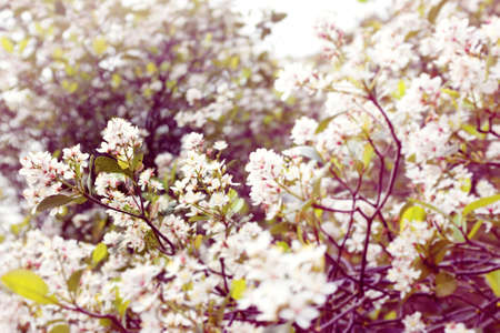 White Flower in Spring, Vintageの写真素材