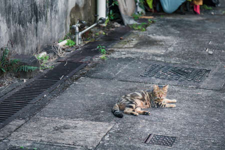 Stray cat in old town, Hong Kongの写真素材