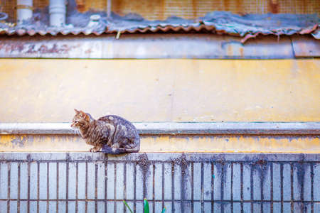 Cat on the top of wall, Asiaの写真素材