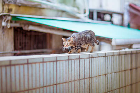 Cat walking on the top of wall, outdoorの写真素材