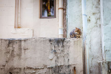cat sitting on the to top of wall, Hong Kongの写真素材