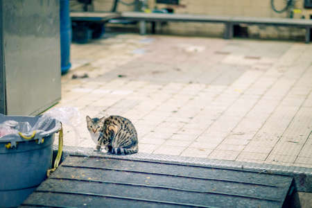 Cat sitting in a corner of old market, hong kongの写真素材
