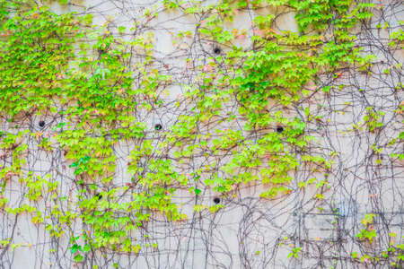 Climbing plants on wall, summerの写真素材