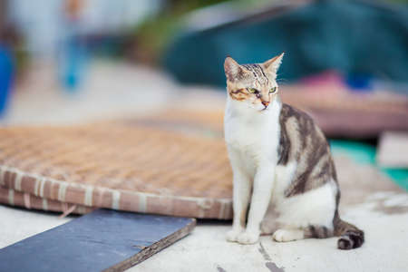 Street cat sitting by the old market, asiaの写真素材