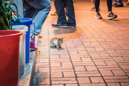 Cat in the front door of a shop, at night, Hong Kongの写真素材