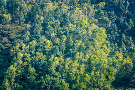 forest in mountan, asia