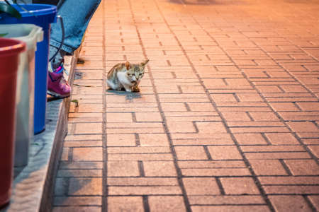 Cat in the front door of a shop, at night, Hong Kongの写真素材