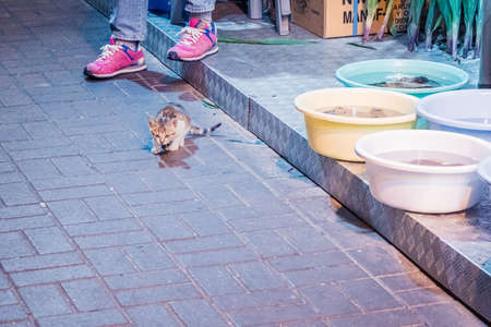 Cat in the front door of a shop, at night, Hong Kongの写真素材