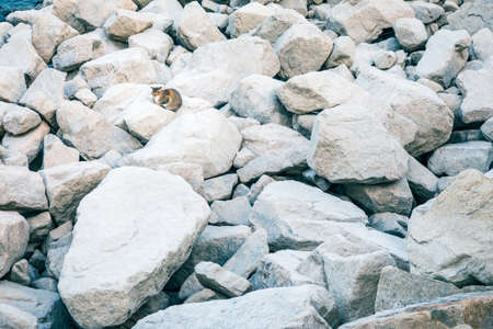 Cat on rocks, next by the sea, autumnの写真素材