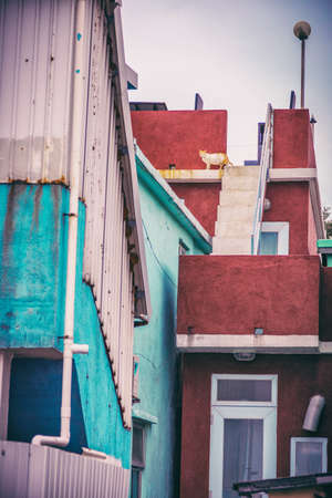 Stray cat in the roof of a house, outdoor, winterのeditorial素材