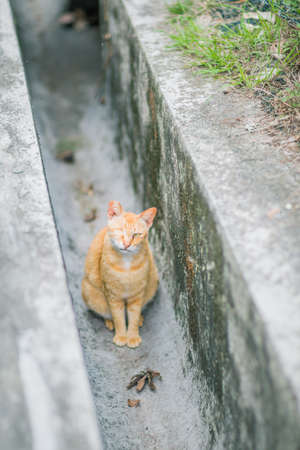 Ginger cat in canal, outdoor, summerの写真素材