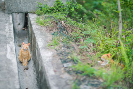 Ginger cat in canal, outdoor, summerの写真素材