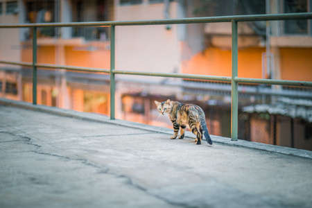 Cat in downtown aloneの写真素材