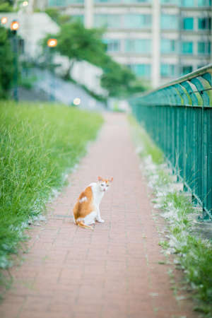 Cat in garden, outdoor, Summer timeの写真素材