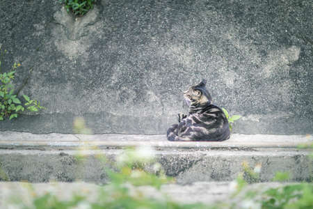 Cat in garden, behind a wall, Summer timeの写真素材