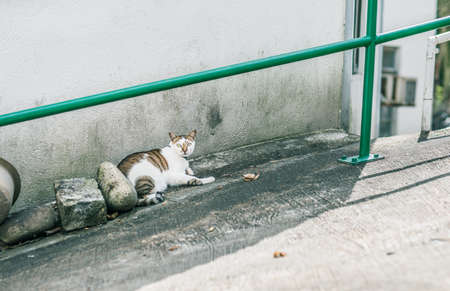 Stray cat in village, Hong Kongの写真素材