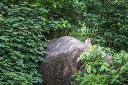 Cat in garden, outdoor, Summer time