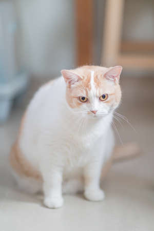 Domestic cat portrait, close upの写真素材