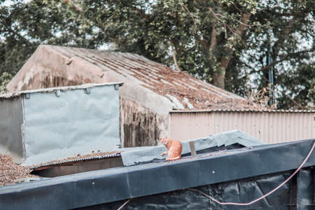 Stray on roof, outdoorの写真素材