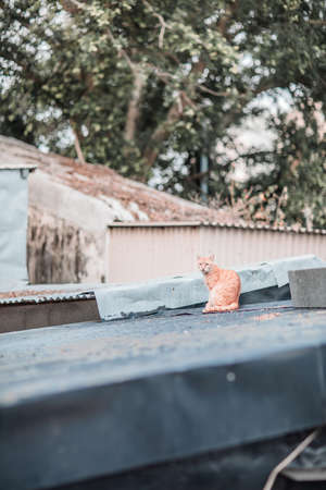 Stray cat on roof, outdoorの写真素材