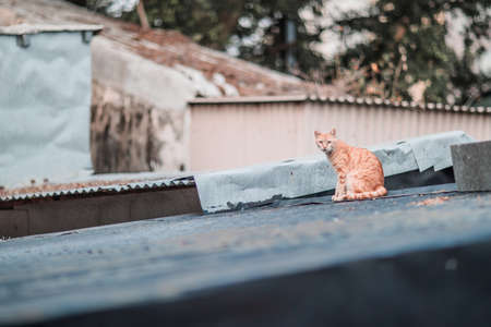 Stray on roof, outdoorの写真素材