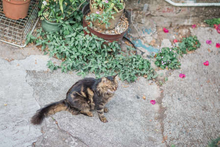 Sitting stray cat, outdoorの写真素材