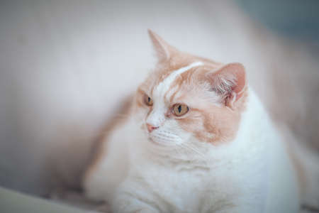 Portrait of a domestic catの写真素材