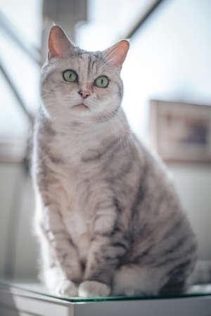 Portrait of a domestic cat