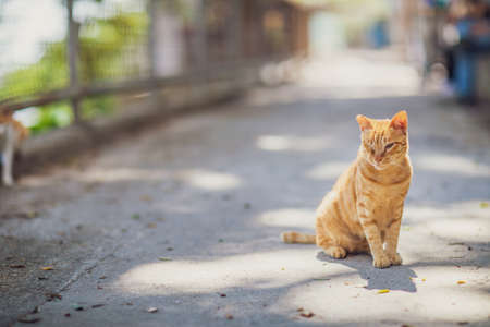 Stray Cat in town, Hong Kongの写真素材