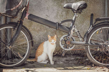 Stray Cat in town, Hong Kongの写真素材