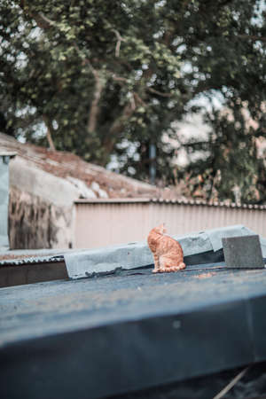 Stray on roof, outdoorの写真素材