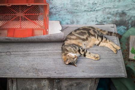 Sleeping stray cat, outdoorの写真素材