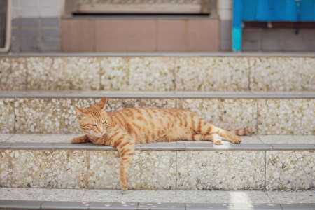 Stray Cat in town, Hong Kongの写真素材