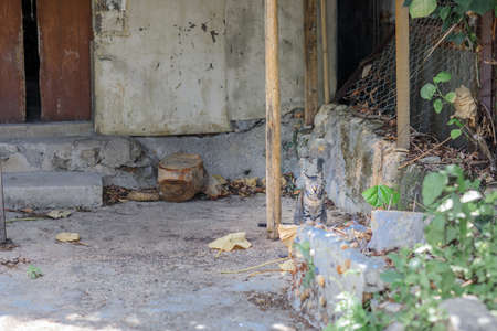 Stray Cat in town, Hong Kongの写真素材