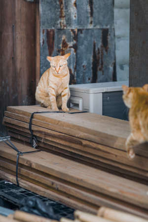 Stray Cats in town, Hong Kongの写真素材