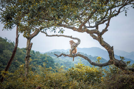 Monkey on tree in a forest, Hong Kong