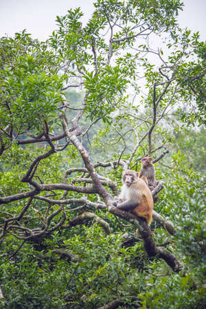 Monkey on tree in a forest, Hong Kongの写真素材