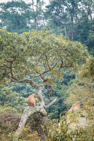 Monkey on tree in a forest, Hong Kongの写真素材